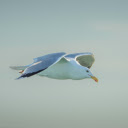 Seagull Soaring Gracefully in Clear Sky  screen for extension Chrome web store in OffiDocs Chromium