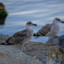 Seagulls on a Rock  screen for extension Chrome web store in OffiDocs Chromium