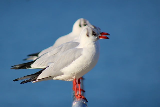 Free download seagulls sea animals bird wildlife free picture to be edited with GIMP free online image editor