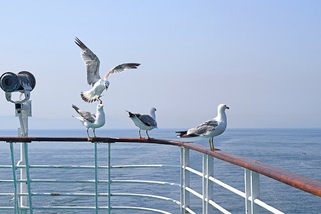 Free download Seagulls Sea Ferry free photo template to be edited with GIMP online image editor
