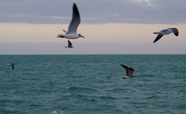 Free download Seagulls Seagull Sea -  free photo or picture to be edited with GIMP online image editor