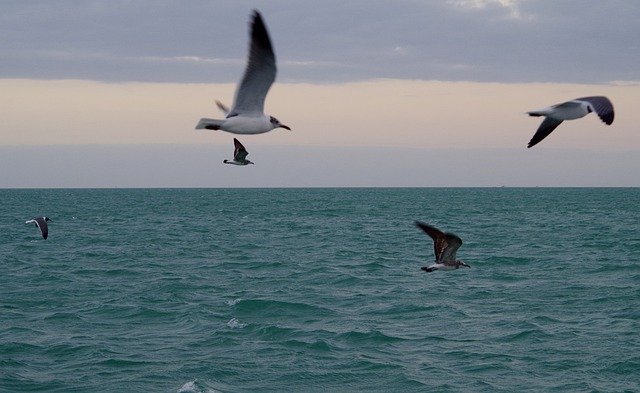 Безкоштовно завантажте Seagulls Seagull Sea — безкоштовну фотографію чи зображення для редагування за допомогою онлайн-редактора зображень GIMP