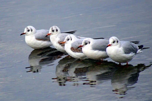 Free download seagulls sea maritime birds free picture to be edited with GIMP free online image editor