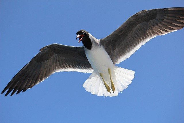Libreng download Sea Gulls Sky - libreng larawan o larawan na ie-edit gamit ang GIMP online na editor ng imahe