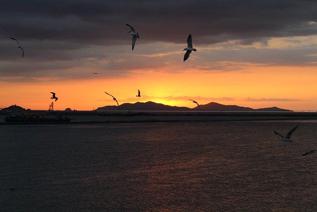 Free download seagulls sunset sea outdoors free picture to be edited with GIMP free online image editor