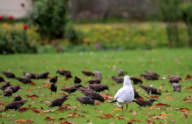 Baixe gratuitamente imagem gratuita de animais de gaivotas, estorninhos, pássaros, para ser editada com o editor de imagens on-line gratuito do GIMP