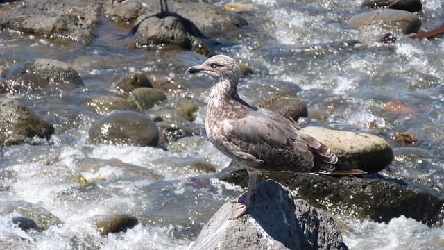 Free download Seagull Stones Water Sea -  free photo or picture to be edited with GIMP online image editor