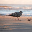 SEAGULL Theme  screen for extension Chrome web store in OffiDocs Chromium