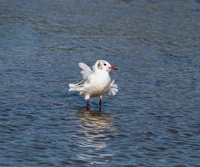 הורדה חינם של שחף עופות מים צפייה בציפורי ים תמונה בחינם לעריכה עם עורך תמונות מקוון בחינם של GIMP