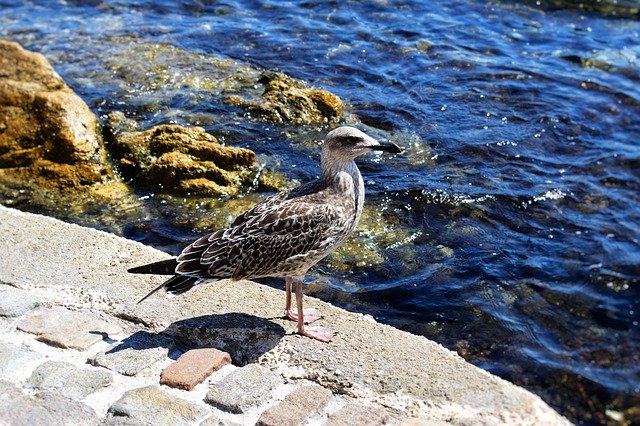 Free download Seagull Water Stones Paving -  free photo or picture to be edited with GIMP online image editor