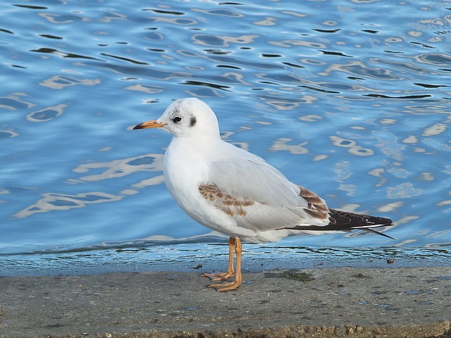 Free download seagull wildlife na nature bird free picture to be edited with GIMP free online image editor