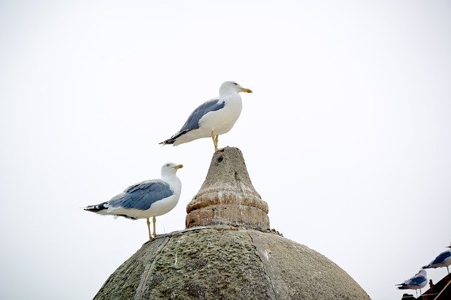 Scarica gratuitamente Seagull Yellow-Legged Gull Bird: foto o immagine gratuita da modificare con l'editor di immagini online GIMP