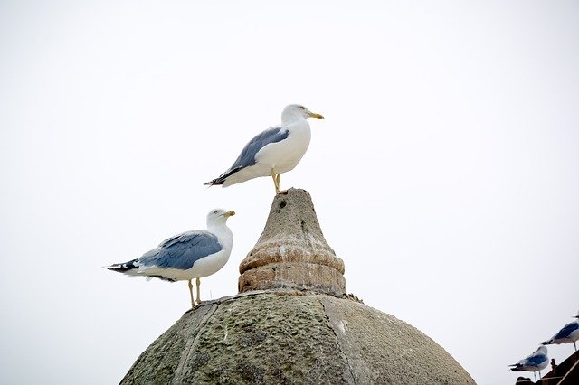 Free download Seagull Yellow-Legged Gull Bird -  free photo or picture to be edited with GIMP online image editor