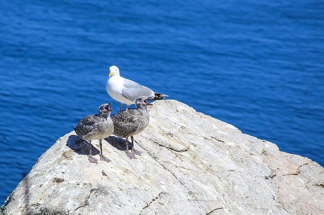 Free download Seagull Young Birds Sea -  free photo or picture to be edited with GIMP online image editor