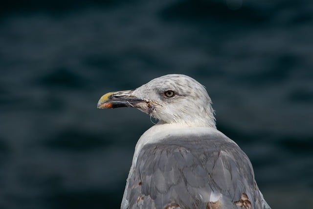 Téléchargement gratuit d'une image gratuite de mouette jeune mouette oiseau de mer à modifier avec l'éditeur d'images en ligne gratuit GIMP