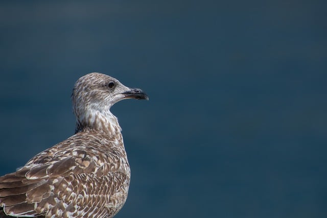 Free download seagull young herring gull seabird free picture to be edited with GIMP free online image editor