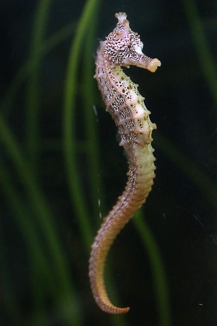 Descărcare gratuită Seahorse Aquarium Fish - fotografie sau imagini gratuite pentru a fi editate cu editorul de imagini online GIMP