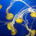 Sea jellyfish  screen for extension Chrome web store in OffiDocs Chromium