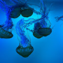 Sea jellyfish swimming around  screen for extension Chrome web store in OffiDocs Chromium