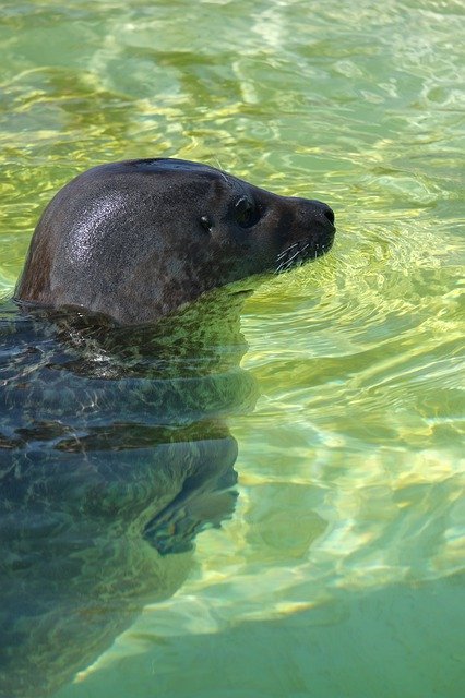 Free download Seal Animal Sea -  free photo or picture to be edited with GIMP online image editor