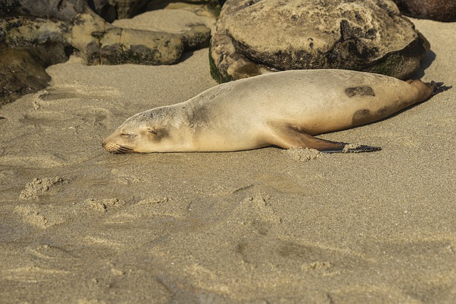 Free download seal beach shore sand animal free picture to be edited with GIMP free online image editor