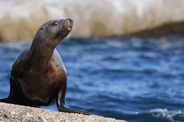 Free download seal canada wildlife mammal ocean free picture to be edited with GIMP free online image editor