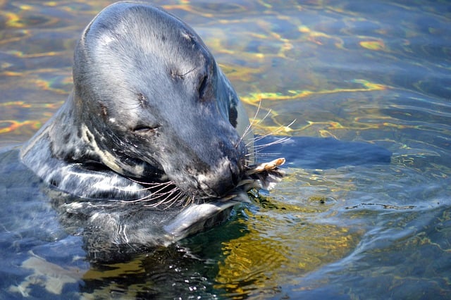 Free download seal grey seal marine animal free picture to be edited with GIMP free online image editor