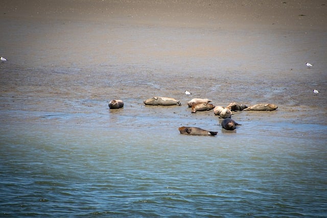 Free download seal harbor seal gray seal robben free picture to be edited with GIMP free online image editor