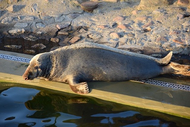 Free download Sea ​​Lion Animal Mammal -  free photo or picture to be edited with GIMP online image editor