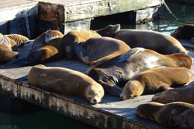 Free download sea lion animal marine wildlife free picture to be edited with GIMP free online image editor