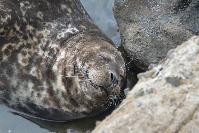 Free download sea lion animal nature smiling free picture to be edited with GIMP free online image editor