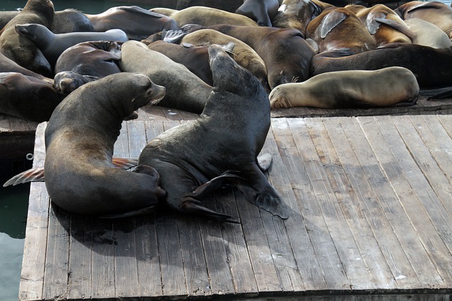 Free download sea lions animals seal mammal free picture to be edited with GIMP free online image editor