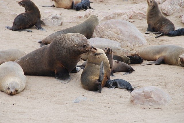 Template Photo Sea Lions Animals Water -  for OffiDocs