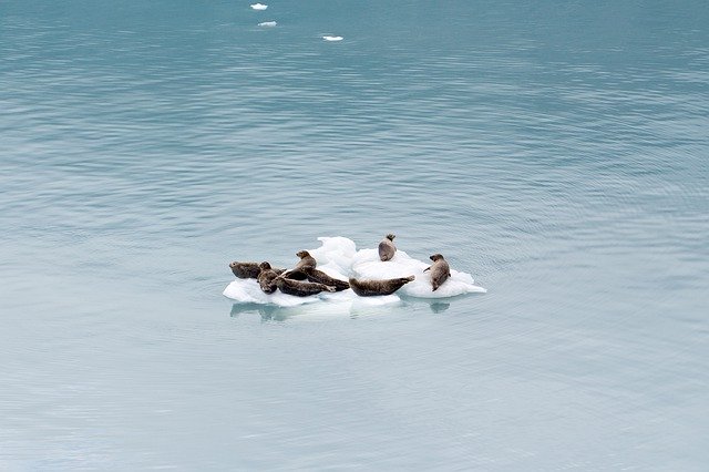 Sea Lion Seal Alaska 무료 다운로드 - 김프 온라인 이미지 편집기로 편집할 무료 사진 또는 사진