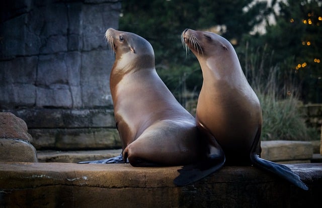 Free download sea lion seals mammal water zoo free picture to be edited with GIMP free online image editor