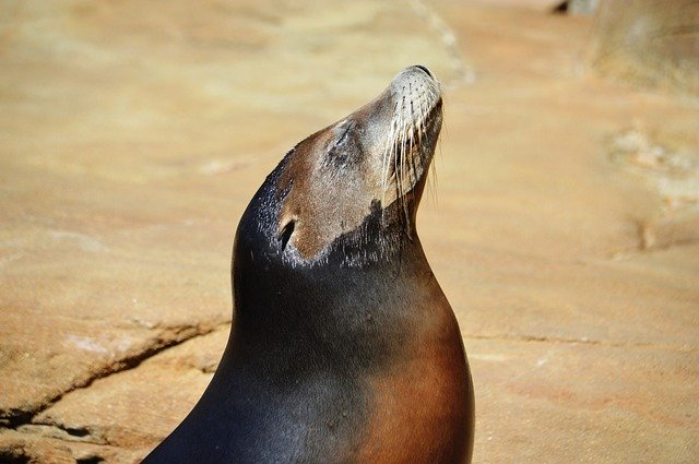 Free download Sea Lions Lion Mammals -  free photo or picture to be edited with GIMP online image editor
