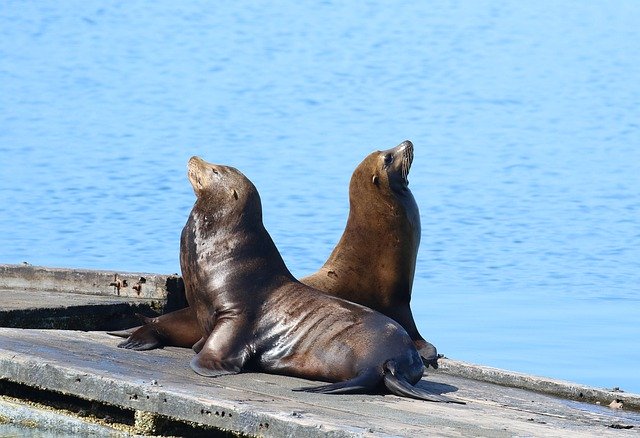 Free download Sea Lions Nature Wildlife -  free photo or picture to be edited with GIMP online image editor