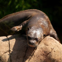 Sea lions sunbathe  screen for extension Chrome web store in OffiDocs Chromium