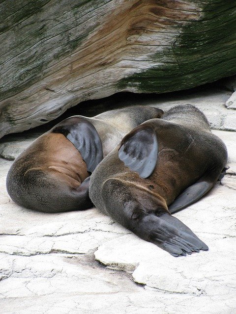 Free download Sea Lions Zoo Marine Mammals -  free photo or picture to be edited with GIMP online image editor