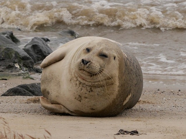 Free download seal nature animal wildlife fauna free picture to be edited with GIMP free online image editor
