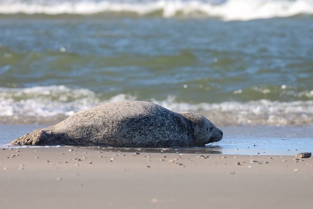 Free download seal ocean sea beach sunny animal free picture to be edited with GIMP free online image editor
