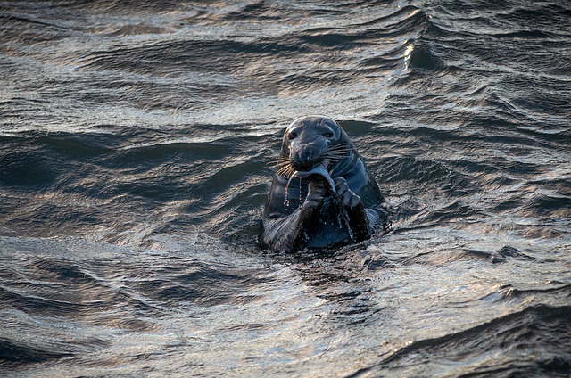 Free download seal ocean sea harbour seal animal free picture to be edited with GIMP free online image editor