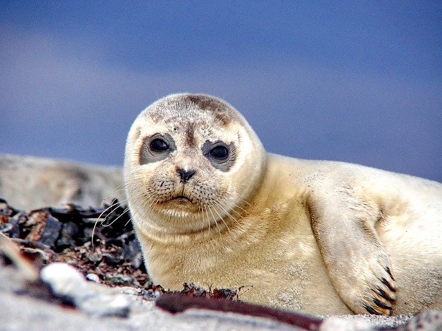 Free download Seal Robbe Sea -  free photo or picture to be edited with GIMP online image editor