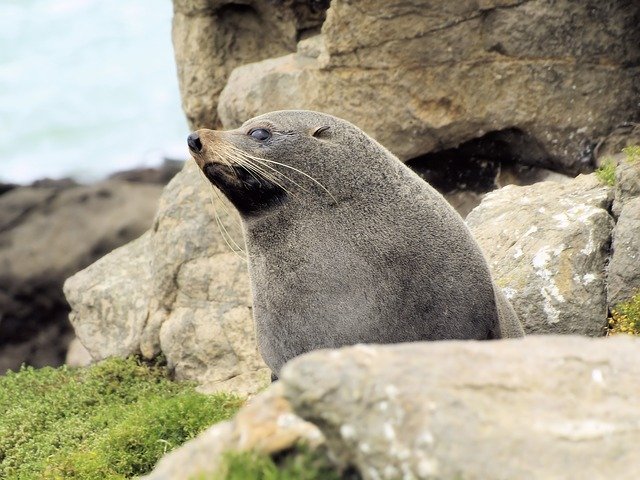 Bezpłatne pobieranie Seal Rocks Mammal darmowy szablon zdjęć do edycji za pomocą internetowego edytora obrazów GIMP