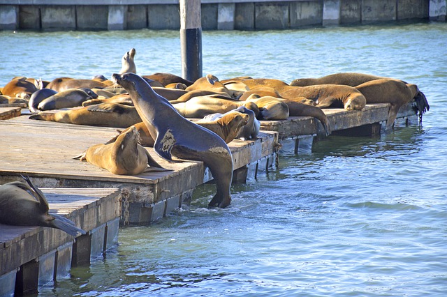 Free download seal san francisco california usa free picture to be edited with GIMP free online image editor