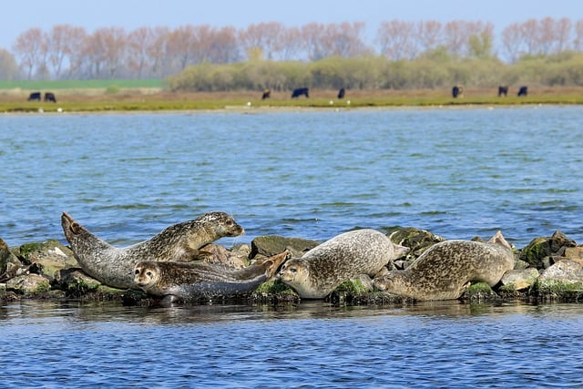 Free download seals animal marine species beach free picture to be edited with GIMP free online image editor