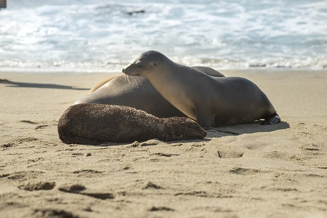 Free download seals beach shore sand animals free picture to be edited with GIMP free online image editor