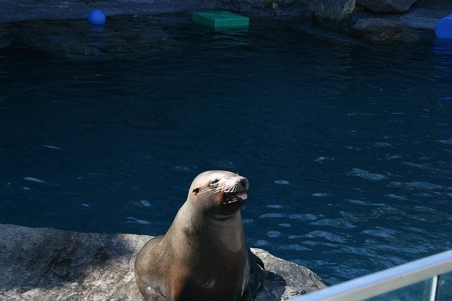Descarga gratuita Seal Sea Lion Water - foto o imagen gratuita para editar con el editor de imágenes en línea GIMP