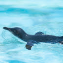 Seals swim  screen for extension Chrome web store in OffiDocs Chromium