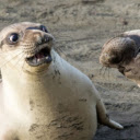 Seal: The Playful and Agile Ocean Swimmer  screen for extension Chrome web store in OffiDocs Chromium
